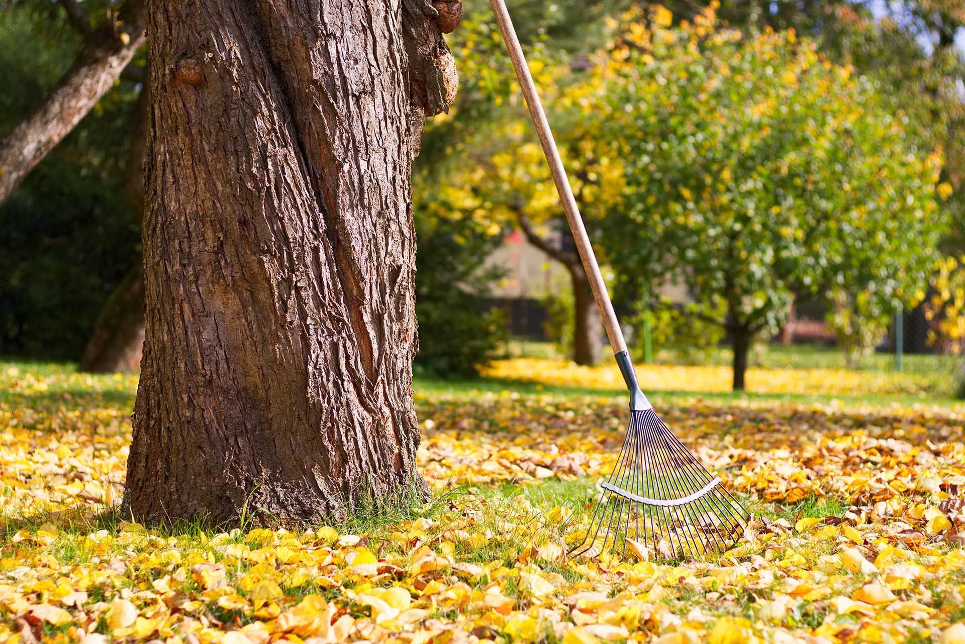 rake next to a tree with fallen leaves