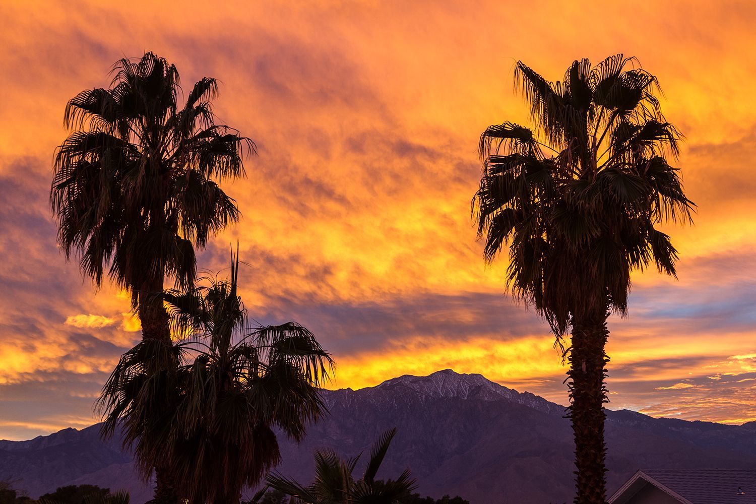 palm trees