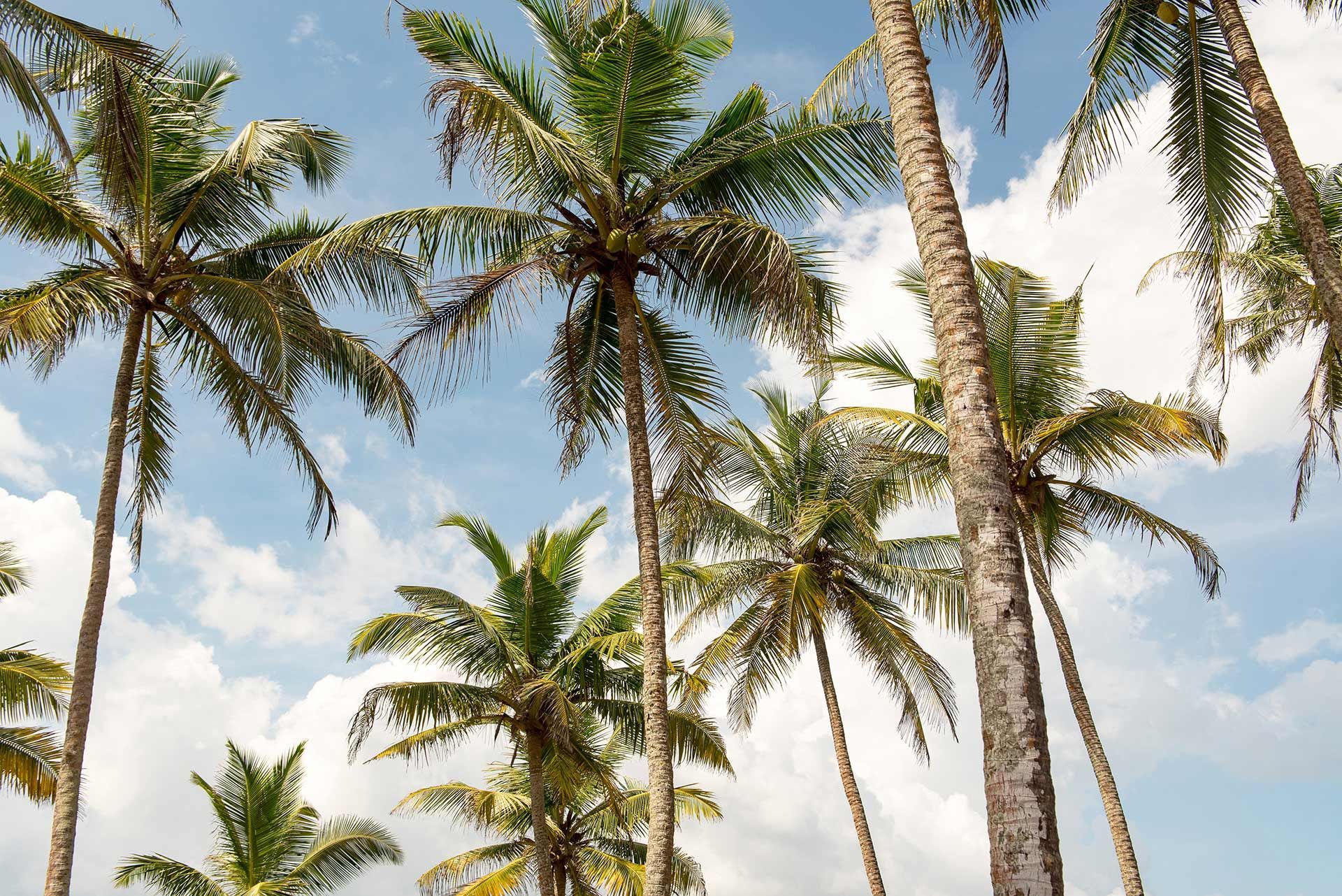 palm trees