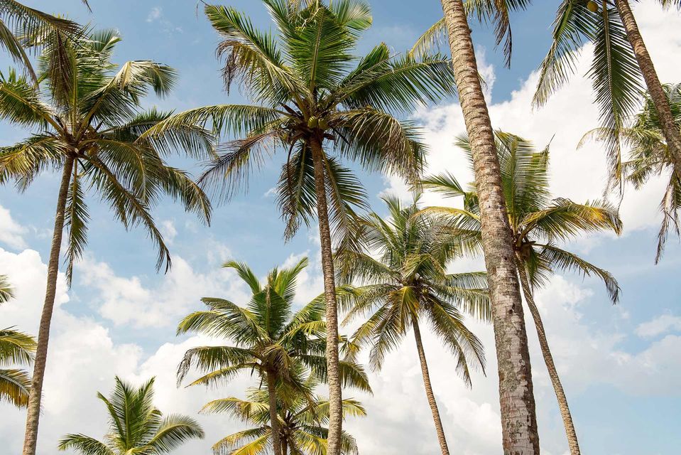 palm trees
