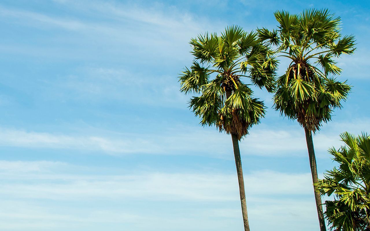palm trees