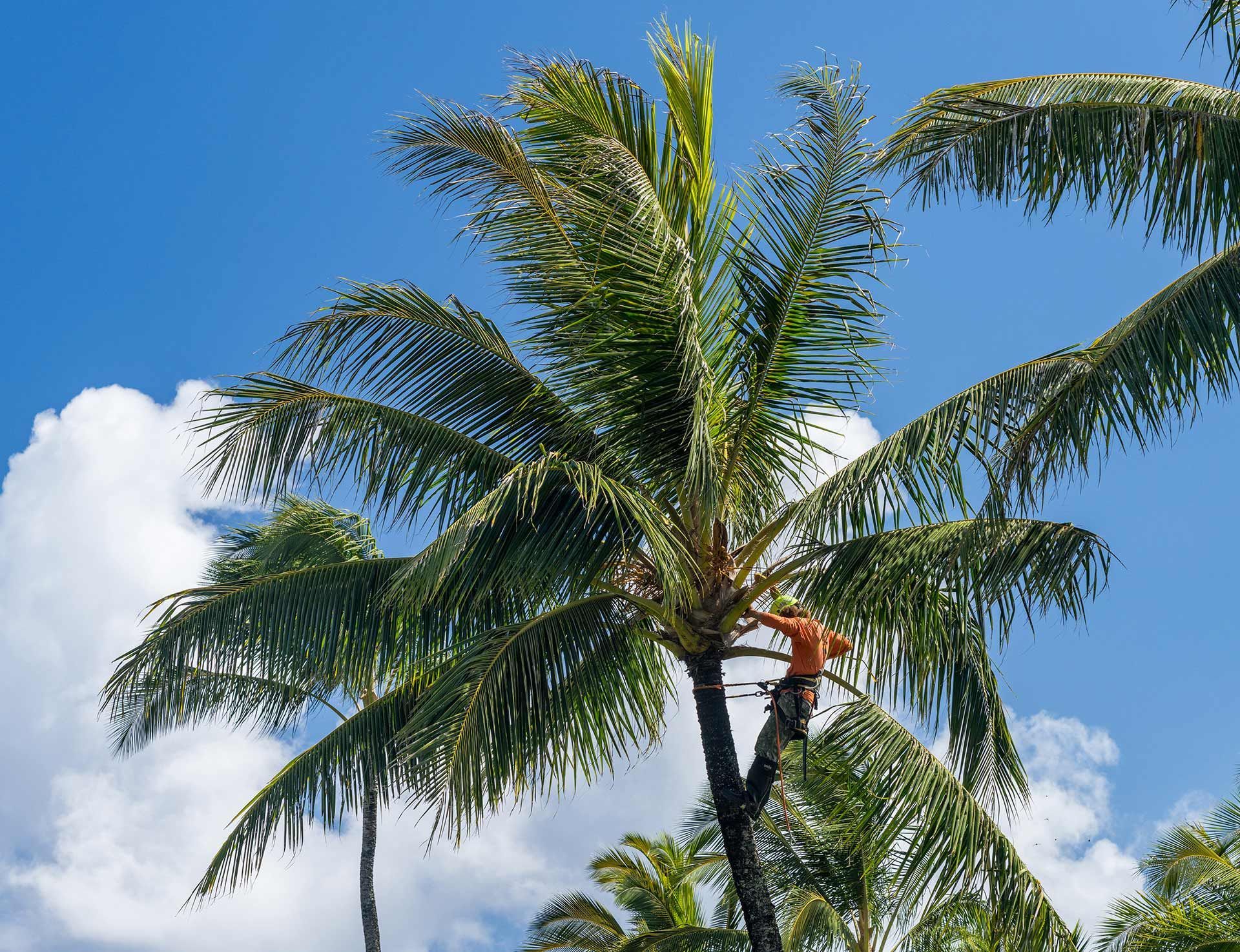 palm pruning