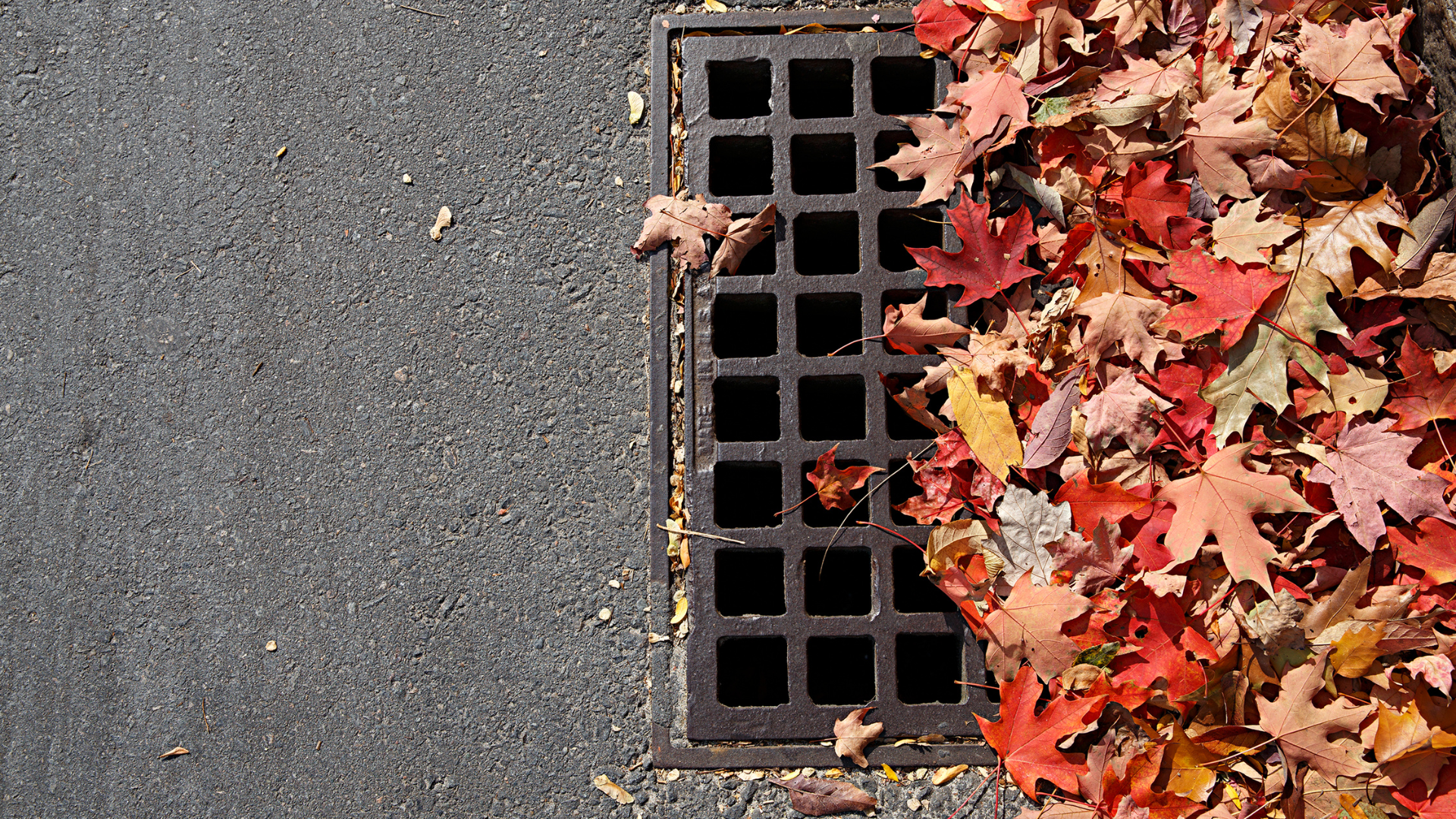 Storm drain grate beside a pavement covered with red, orange, and brown autumn leaves