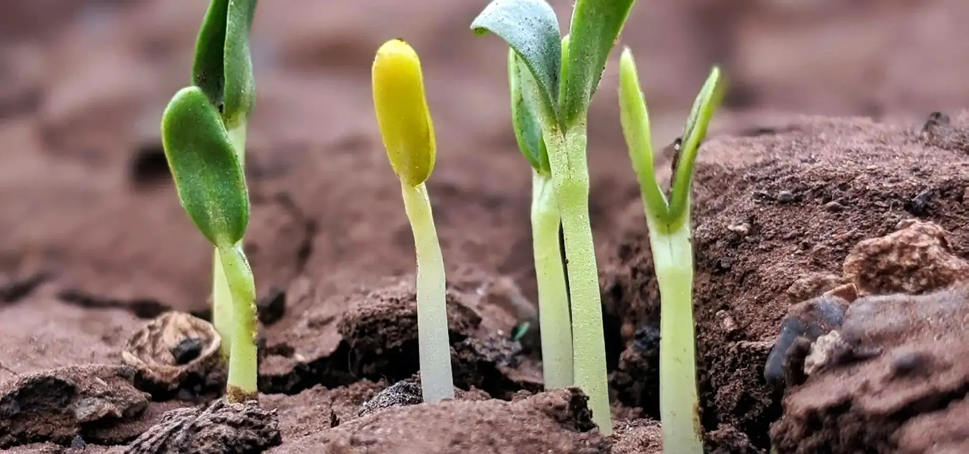 Sprouts in dry soil