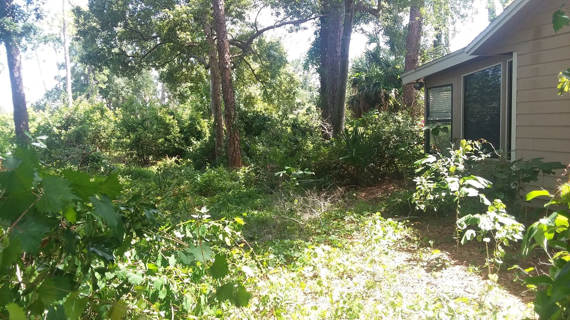 A house is surrounded by trees and bushes in the middle of a forest.