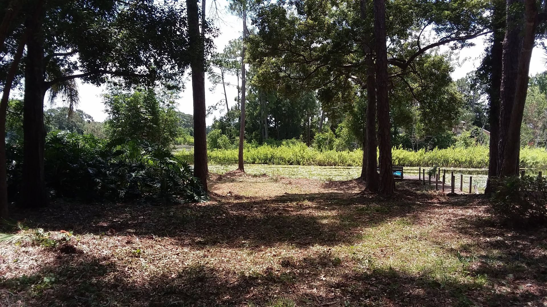 A lush green forest with trees and shrubs surrounding a small pond.