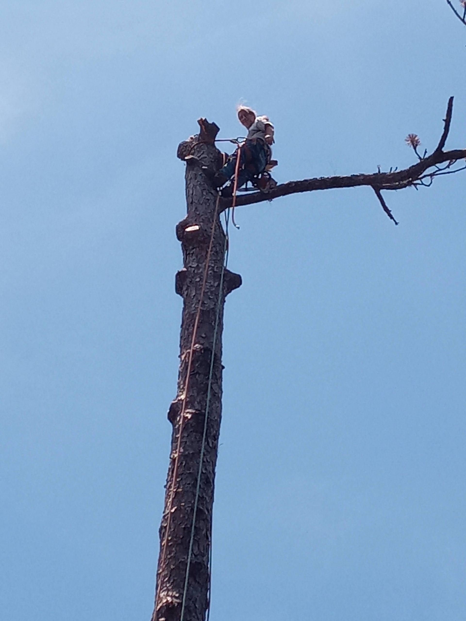 A man is sitting on top of a tall tree