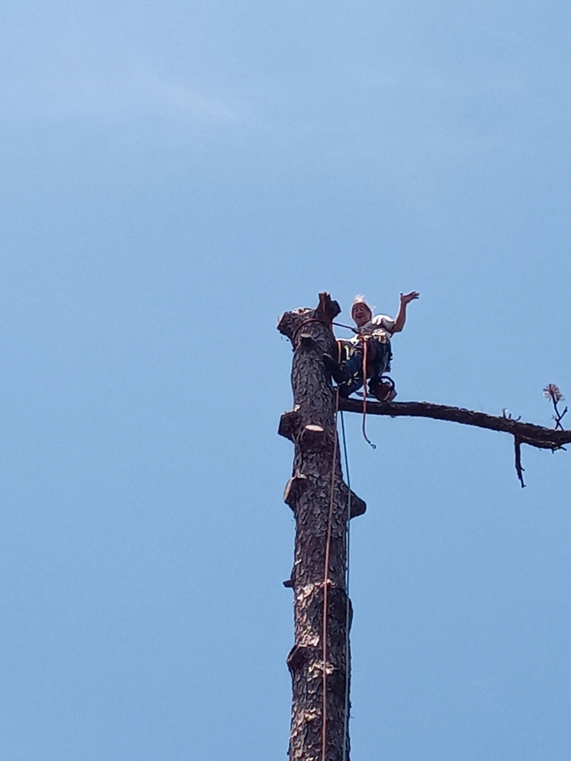 A chainsaw is sitting on top of a pile of logs.