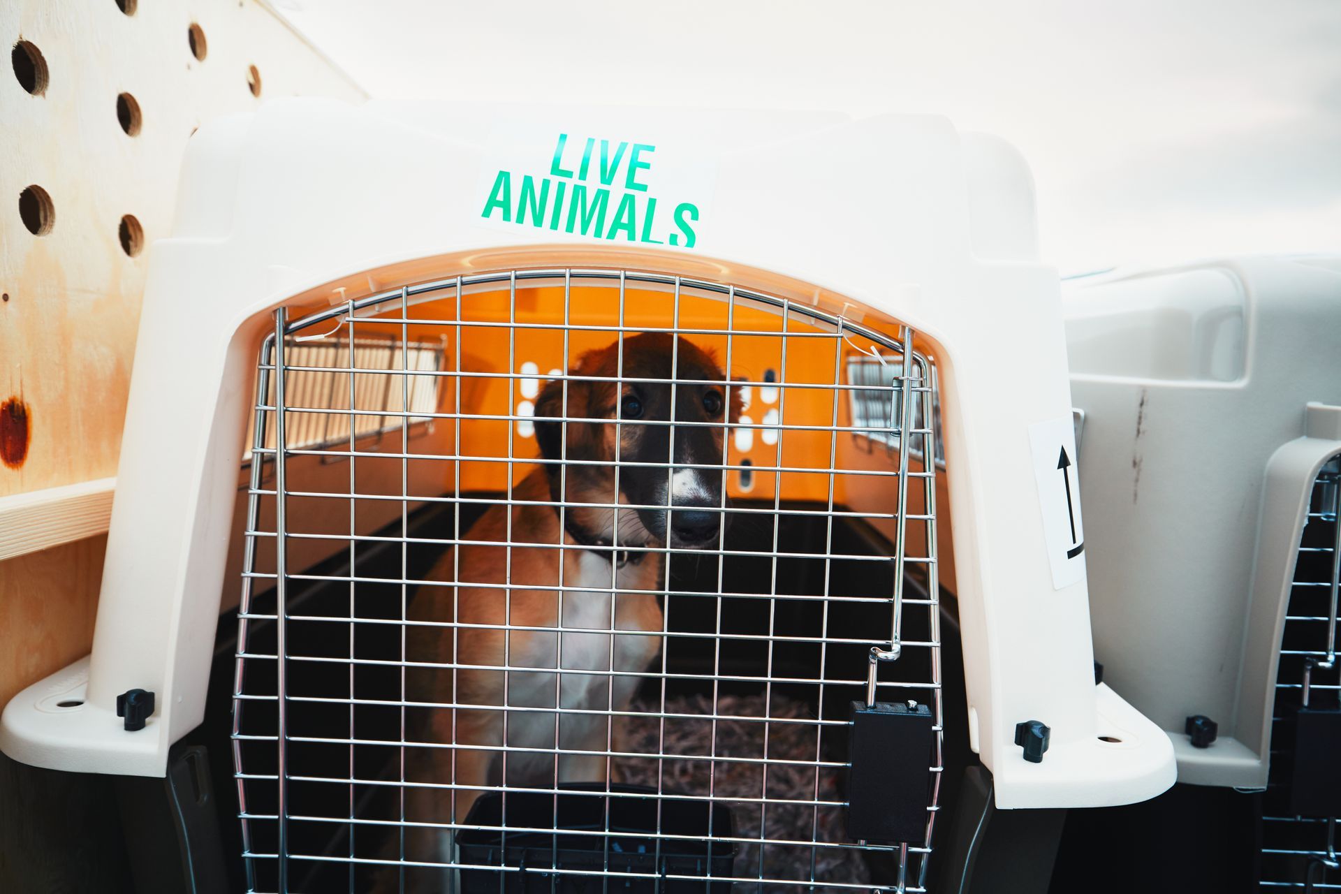 Live Animal Delivery Services — Strickland Courier Services