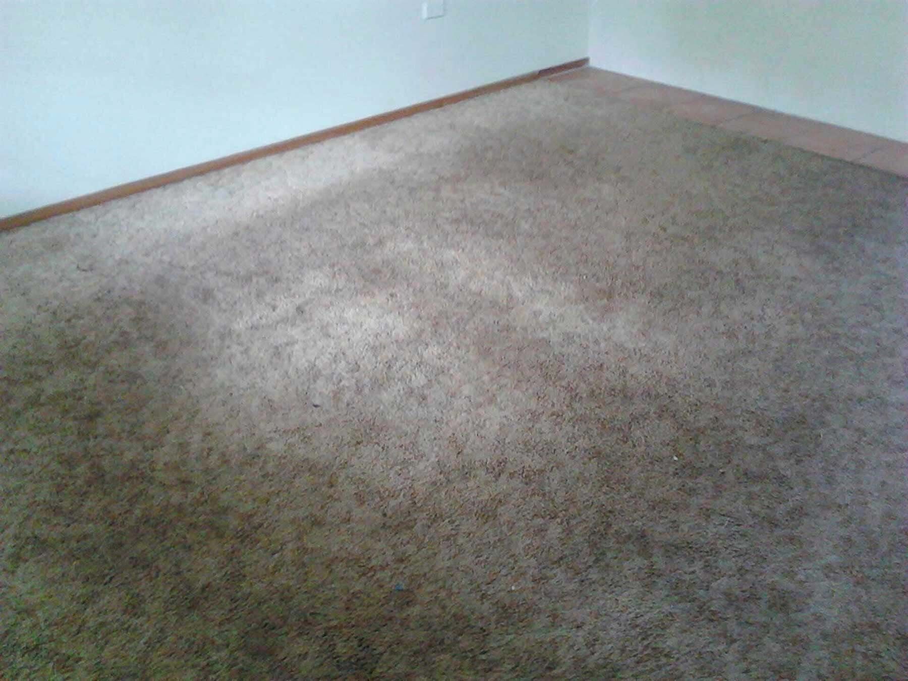 Professional Carpet Dry Cleaning Service for Gava — Carpet Cleaning in Goonellabah, NSW