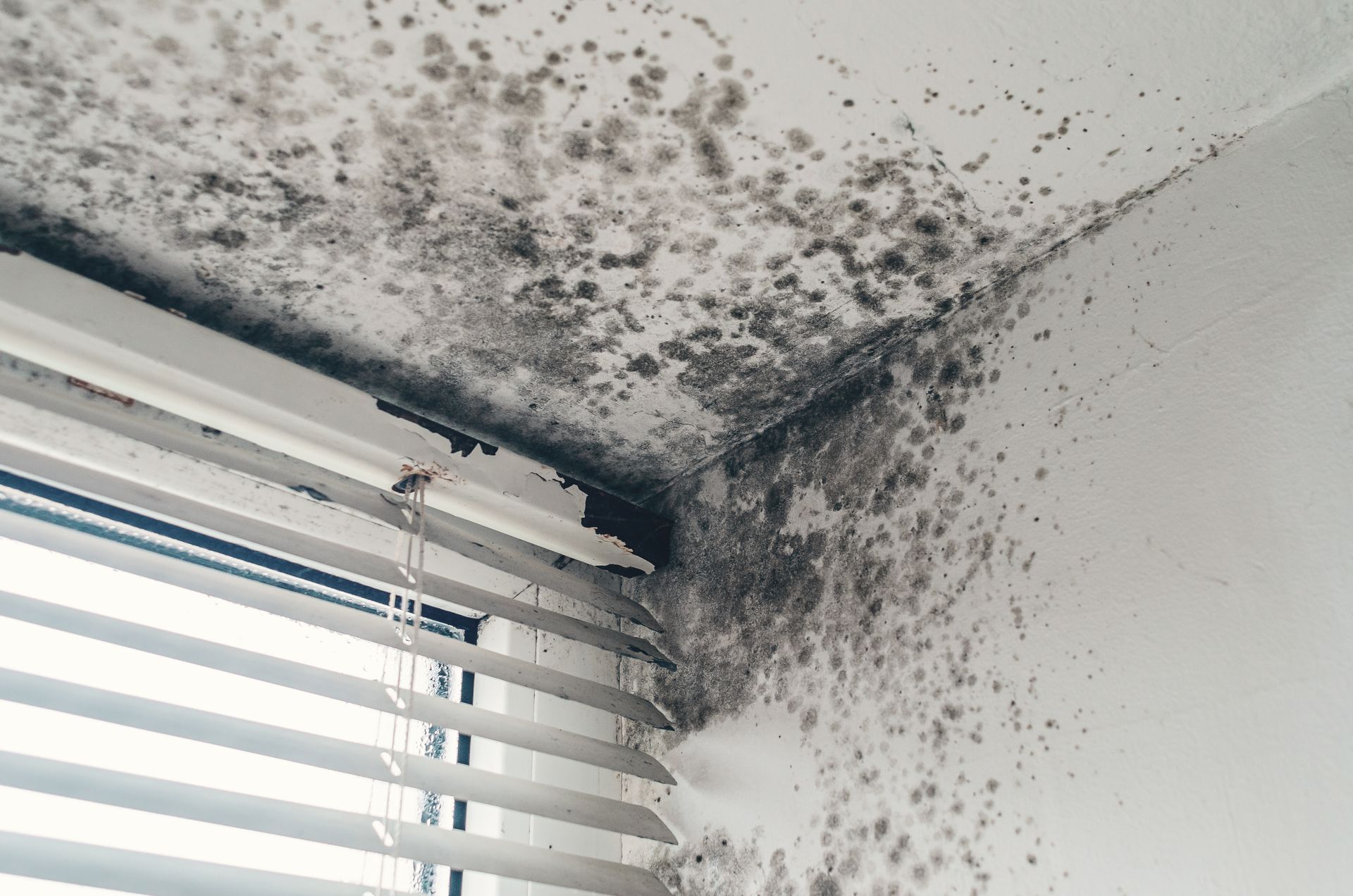Mold and mildew staining the wall and ceiling corner above window blinds