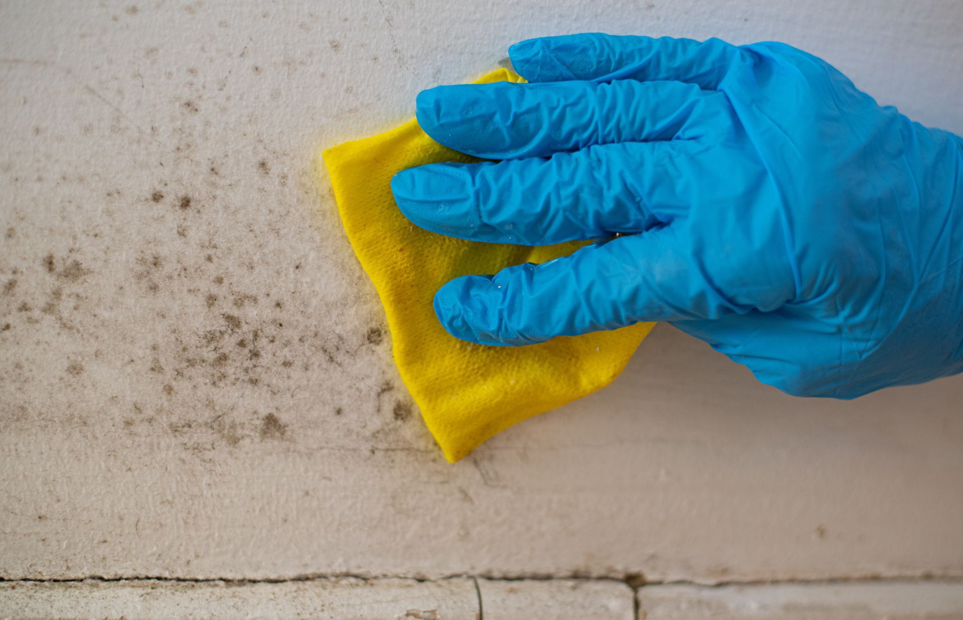 Close-up of person's hand in blue gloves cleaning mold from wall. Close-up of person's hand in blue gloves cleaning mold from wall.