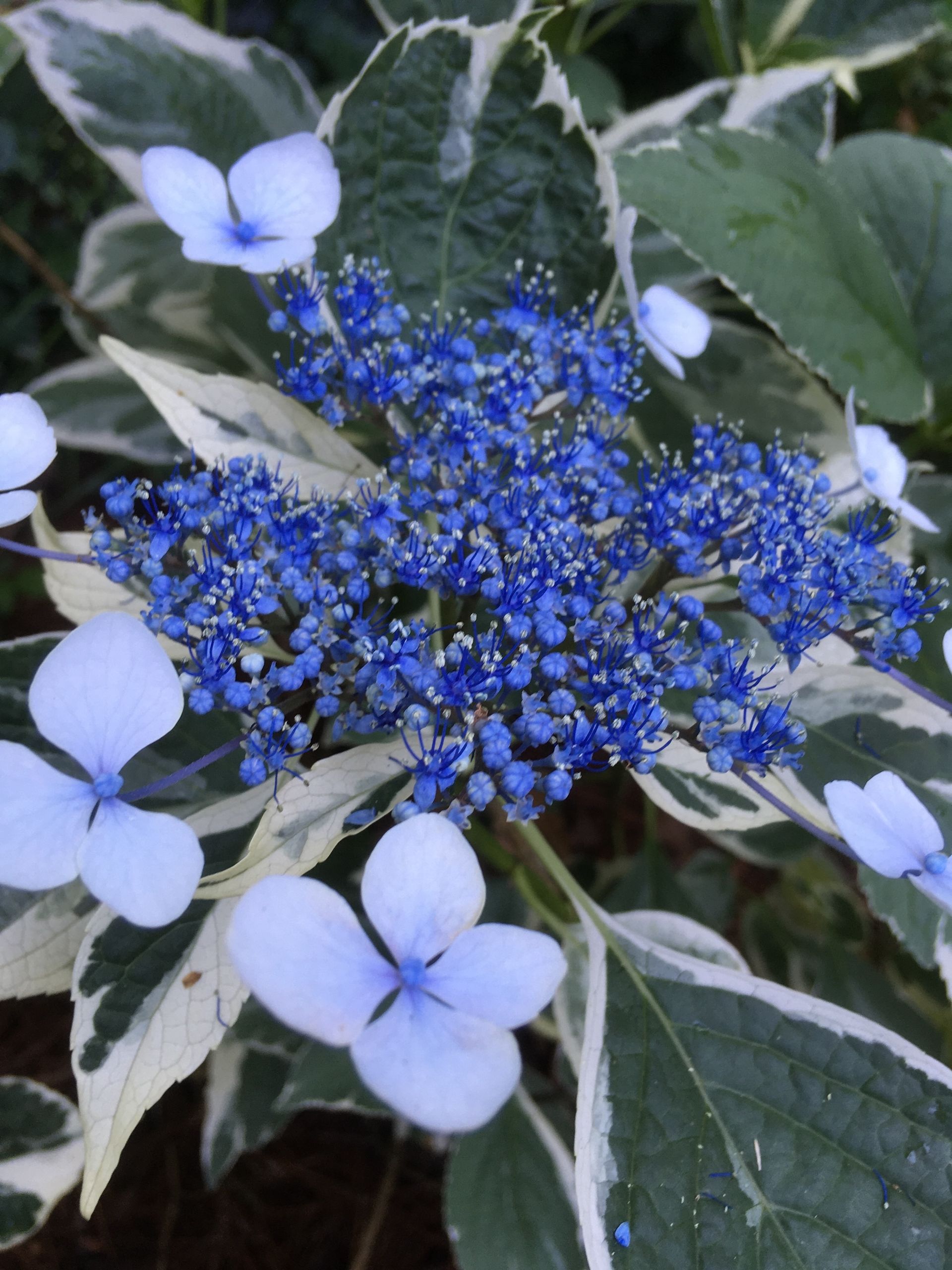 Blue and white hydrangea flowers with variegated leaves.