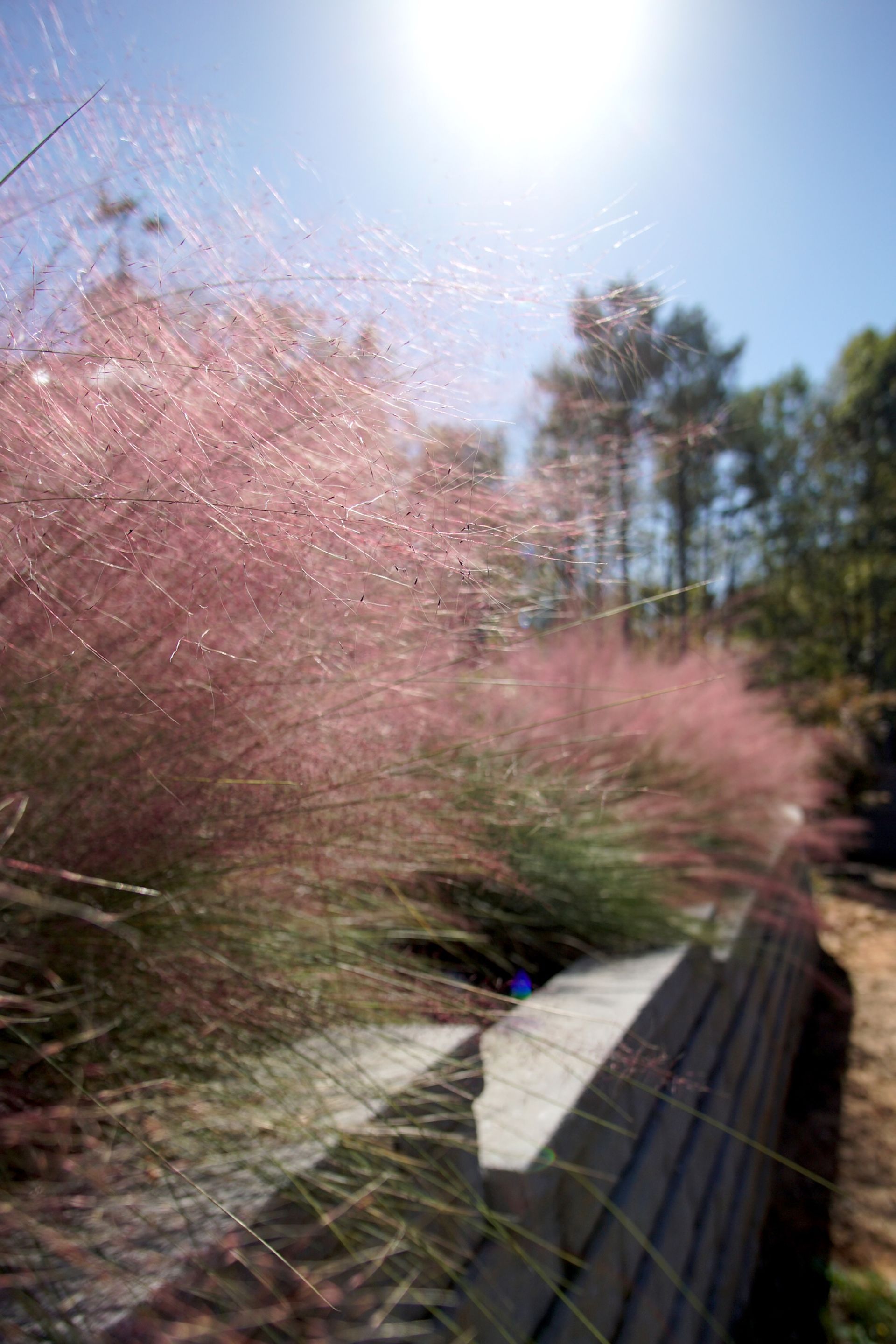 Pink muhly grass plumes beside a stone wall, with a bright sun in a blue sky.