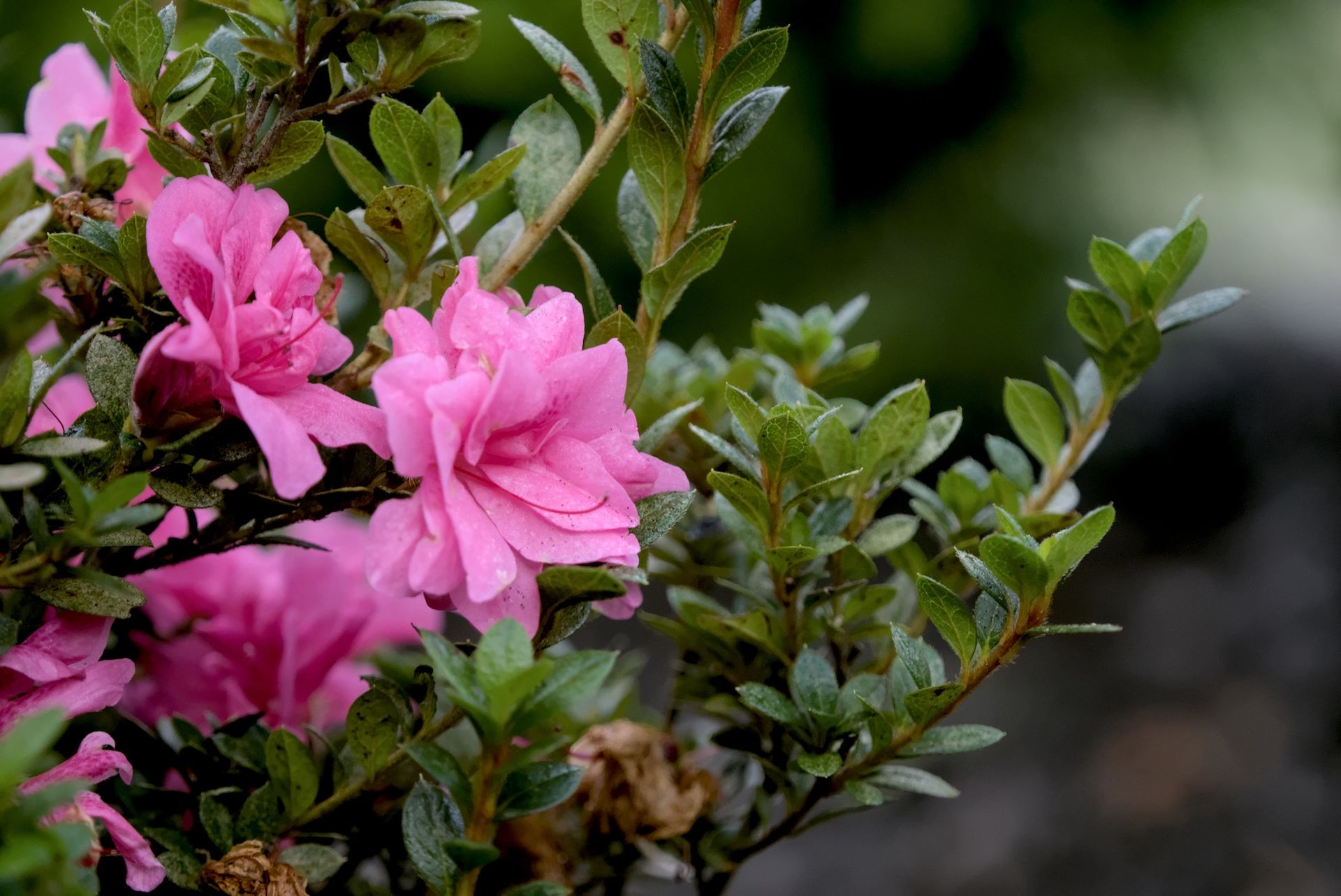 Pink azalea flowers blooming on a bush with green leaves.