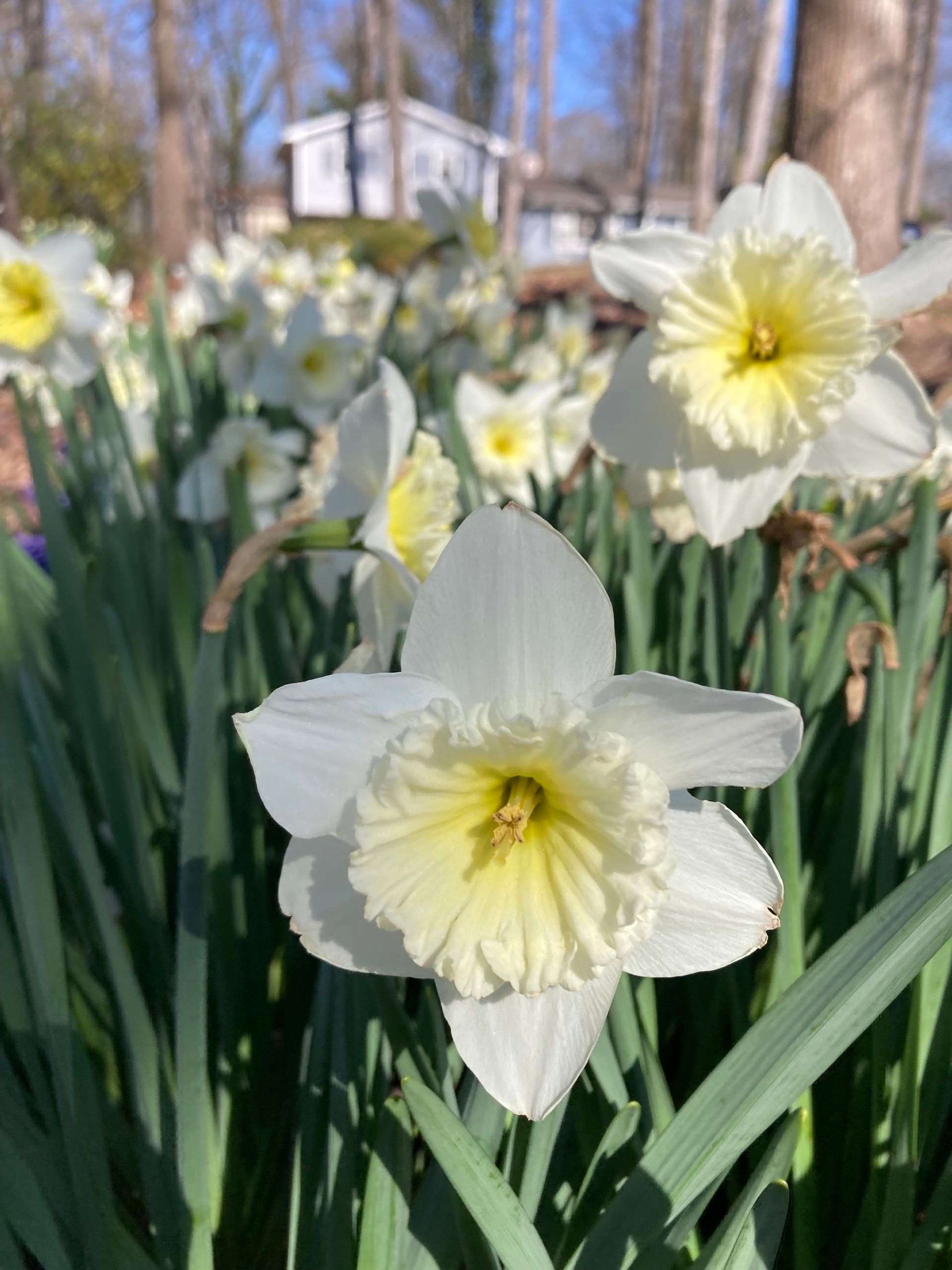 White daffodils with yellow centers bloom in a garden, with a house visible in the background.
