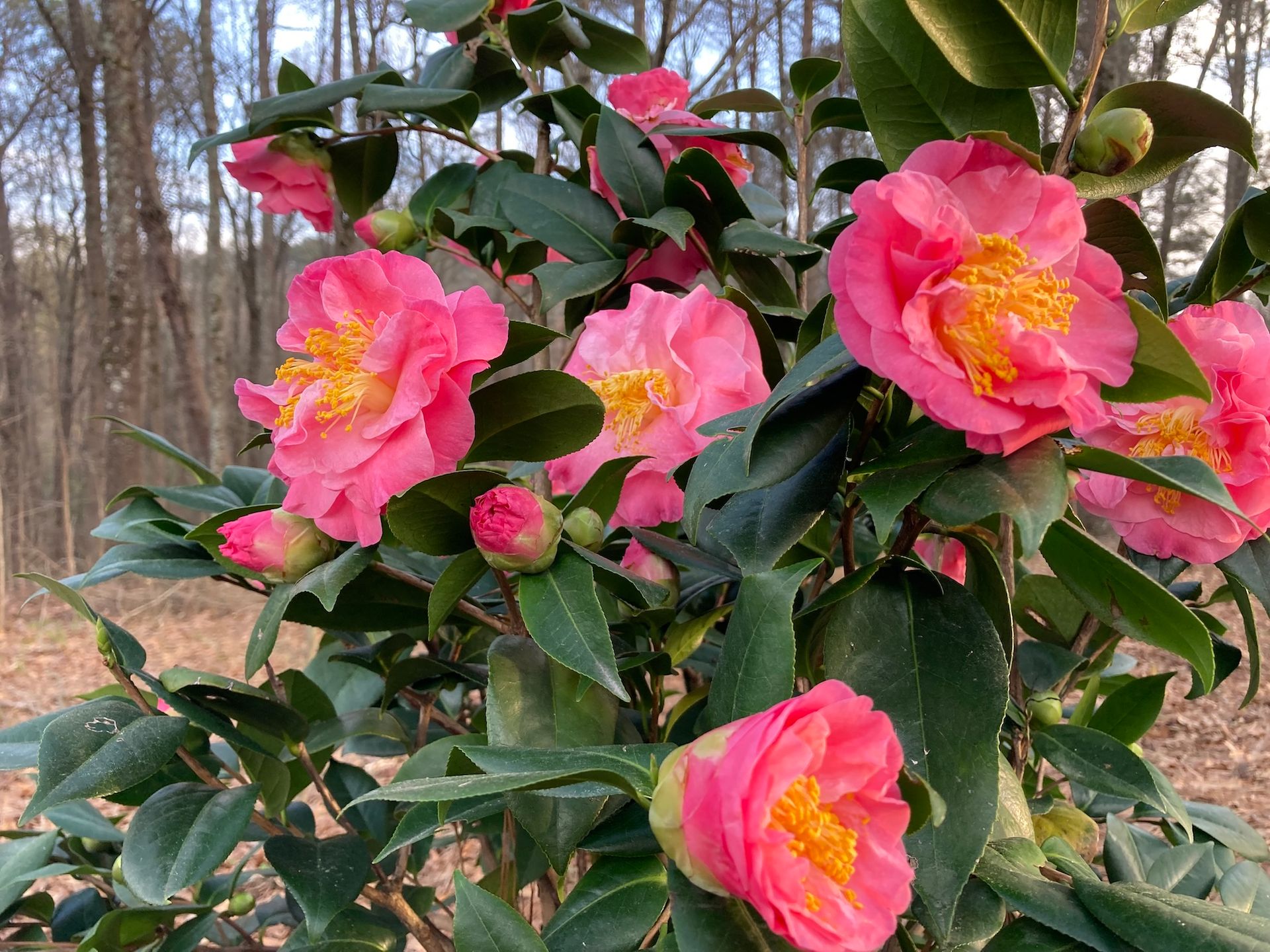 Pink camellia flowers with yellow centers and green leaves, set against a blurred forest background.