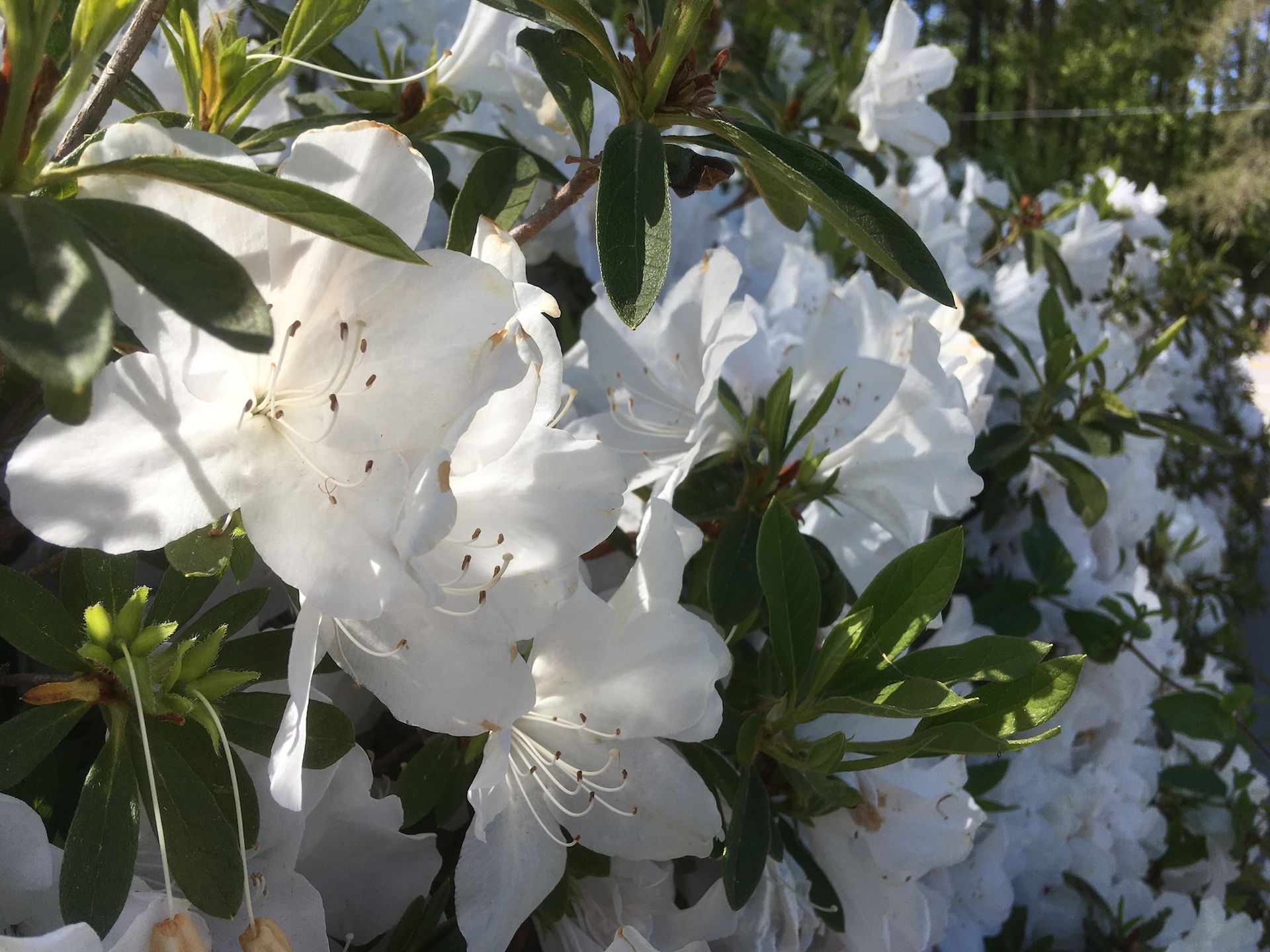 White azalea flowers in bloom with green leaves.