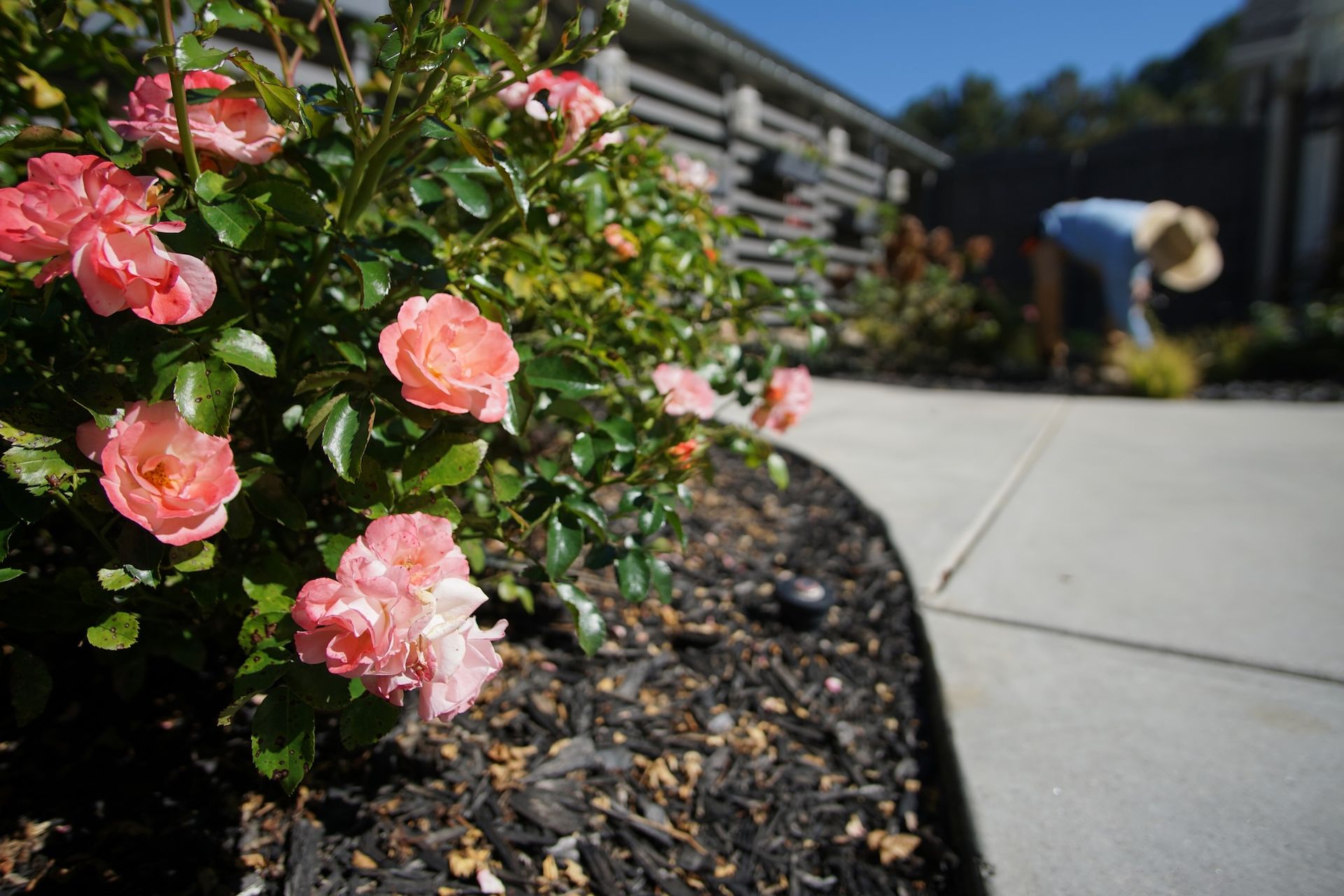 Pink roses in bloom by a garden path, person tending plants in the background.