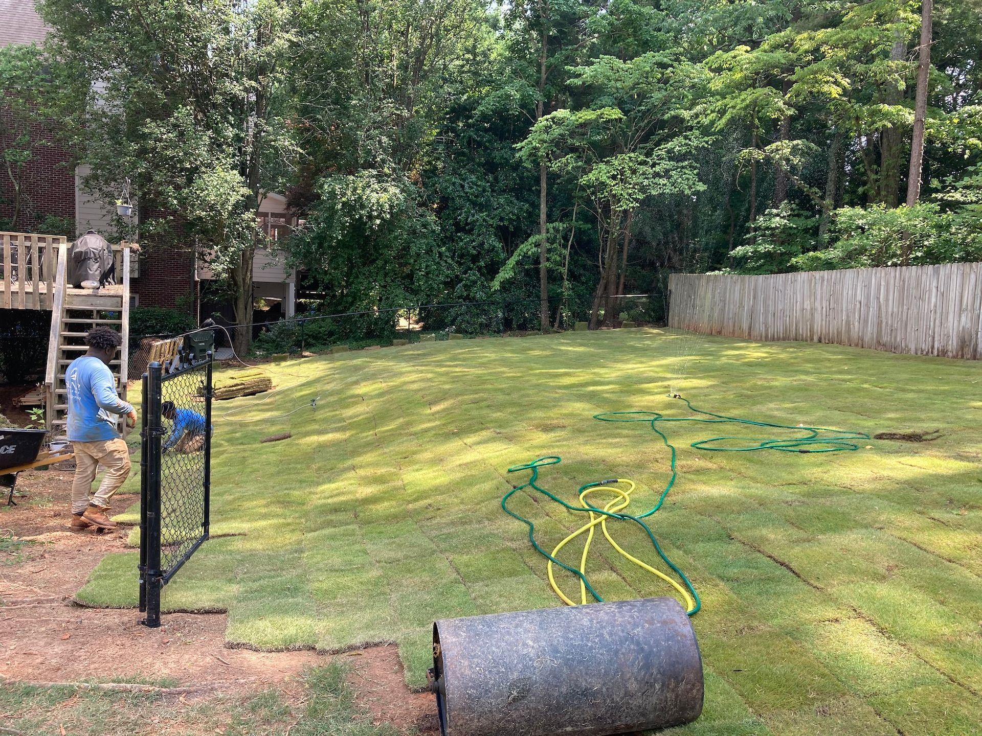 Man laying sod in a backyard with a fence and trees; a roll of sod is in foreground.