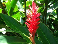 A Beautiful Flower — Custom Builders And Design — Yorba Linda, CA A Beautiful Flower — Custom Builders And Design — Yorba Linda, CA