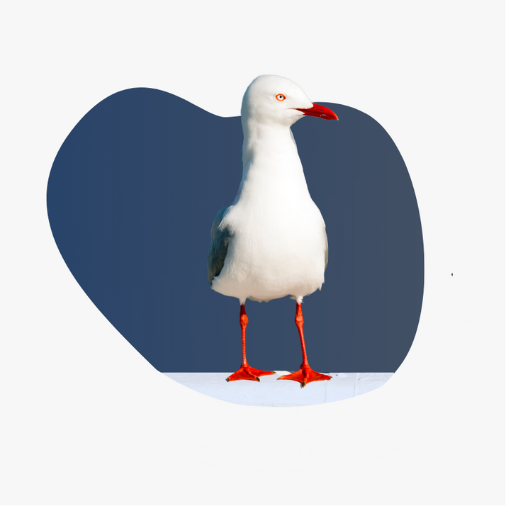 White seagull standing on a dark blue shape against a light background.