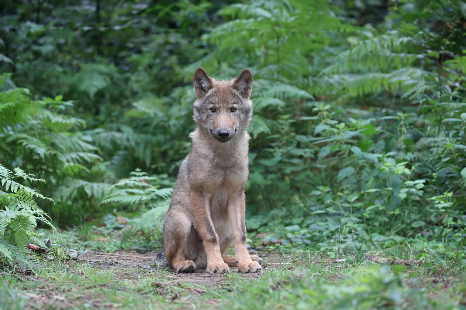 Wolfcenter