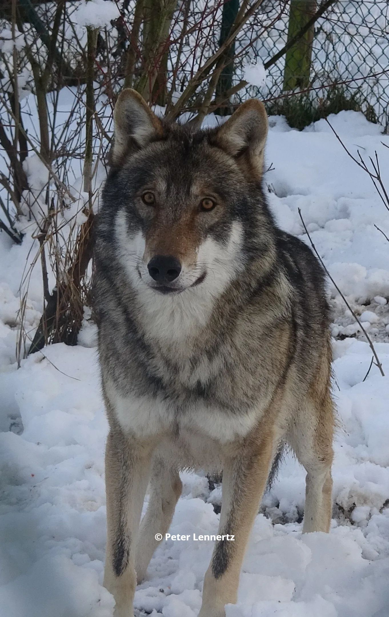 Wolf Vasja Wolvenreu Vasja