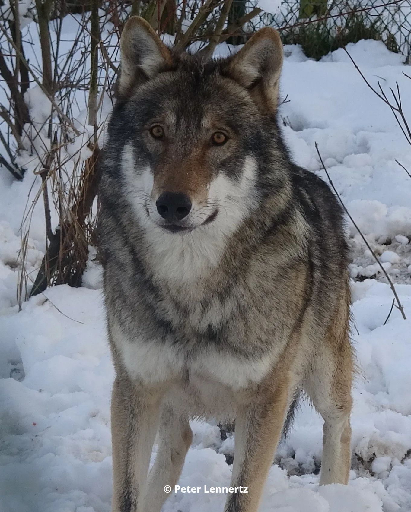 Europese wolf Malik