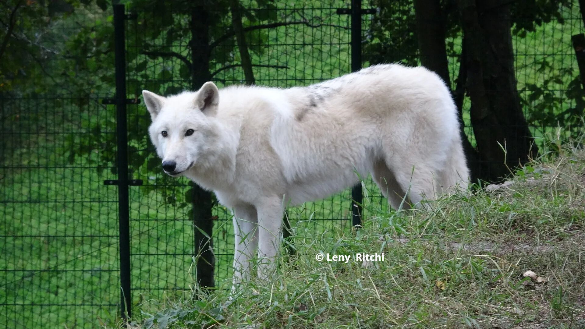Arctische wolvin Bo