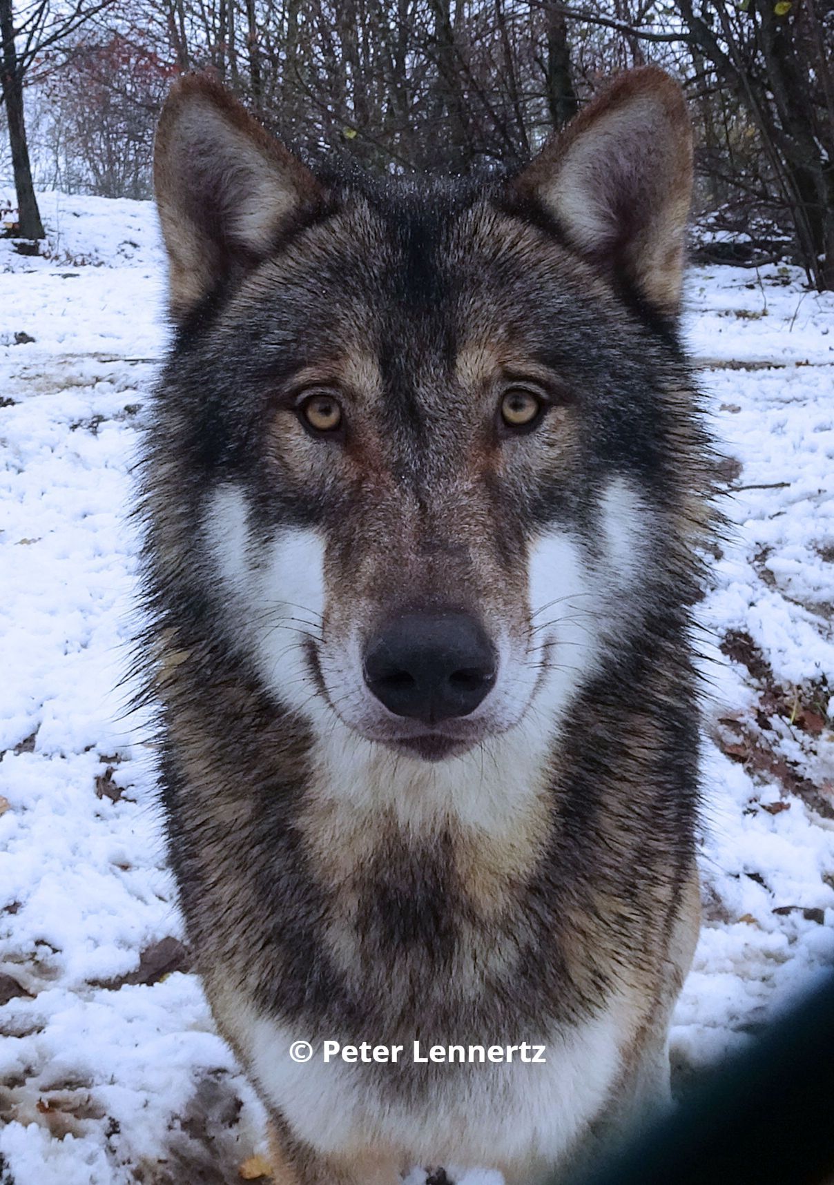Europese wolf Malik