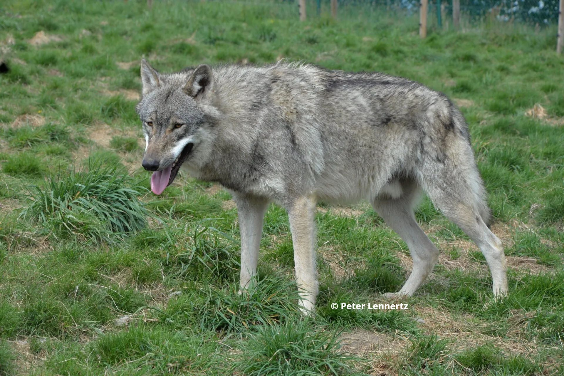 Wolvin Iko, wolventeef Iko