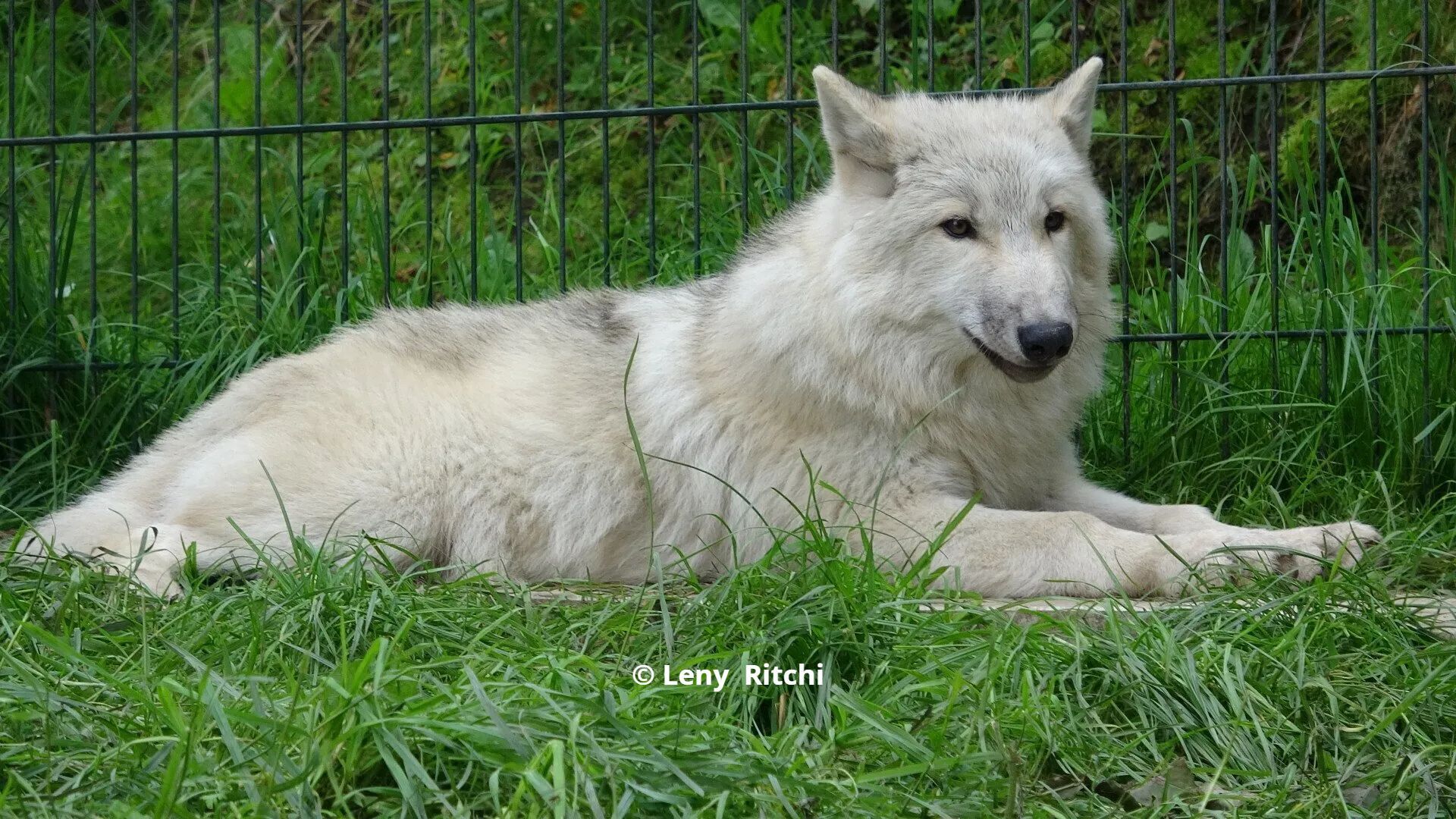 Arctische wolf Elliot