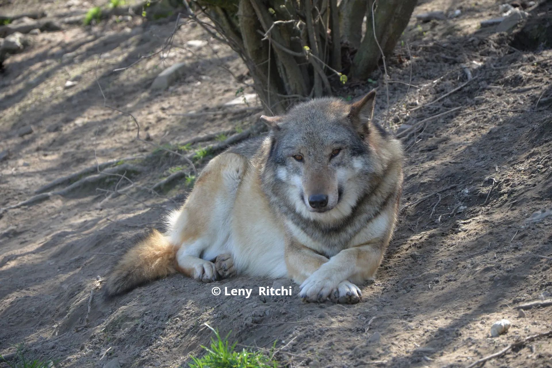 Onze wolven te Bilstain