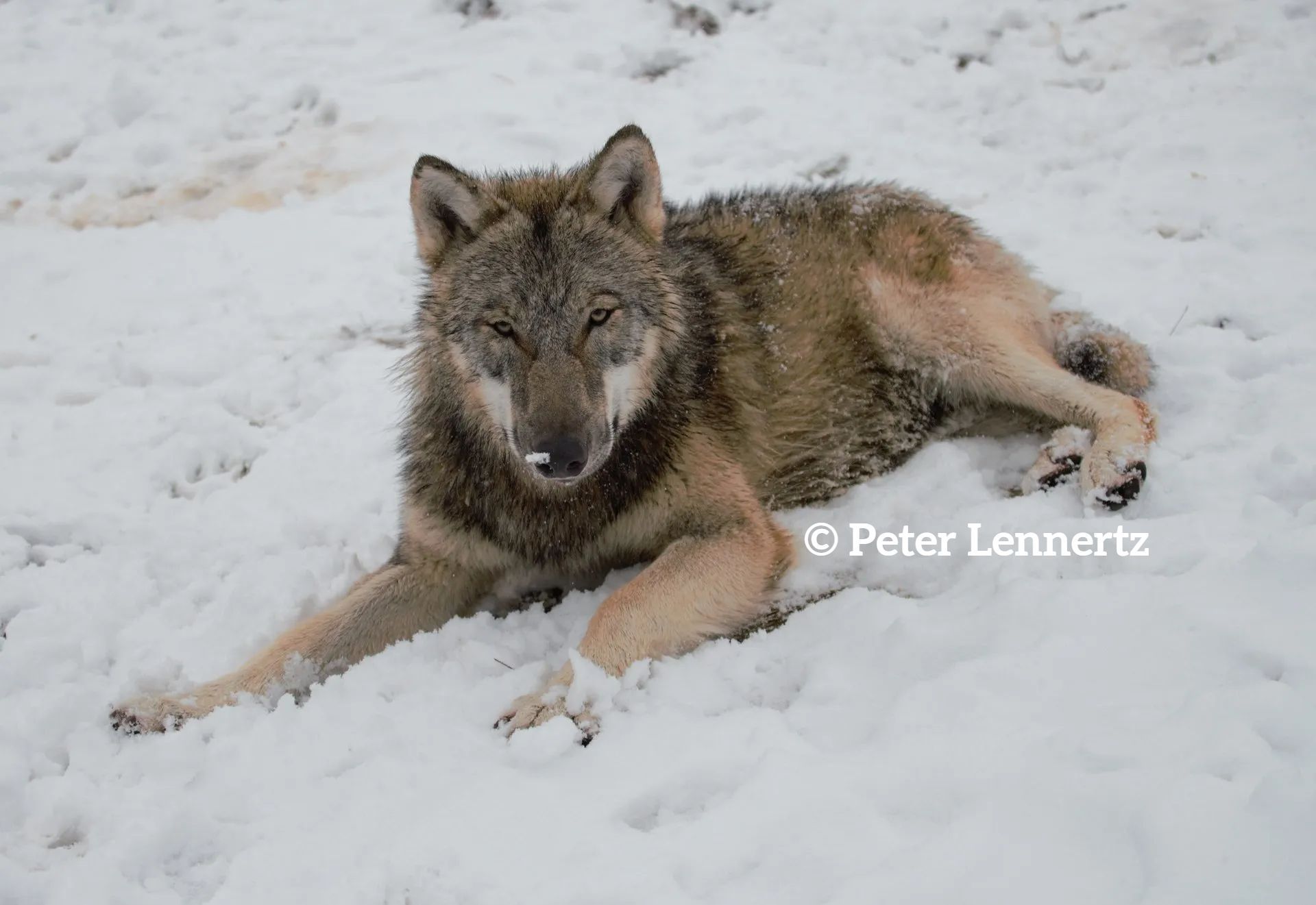 Europese wolf Ian