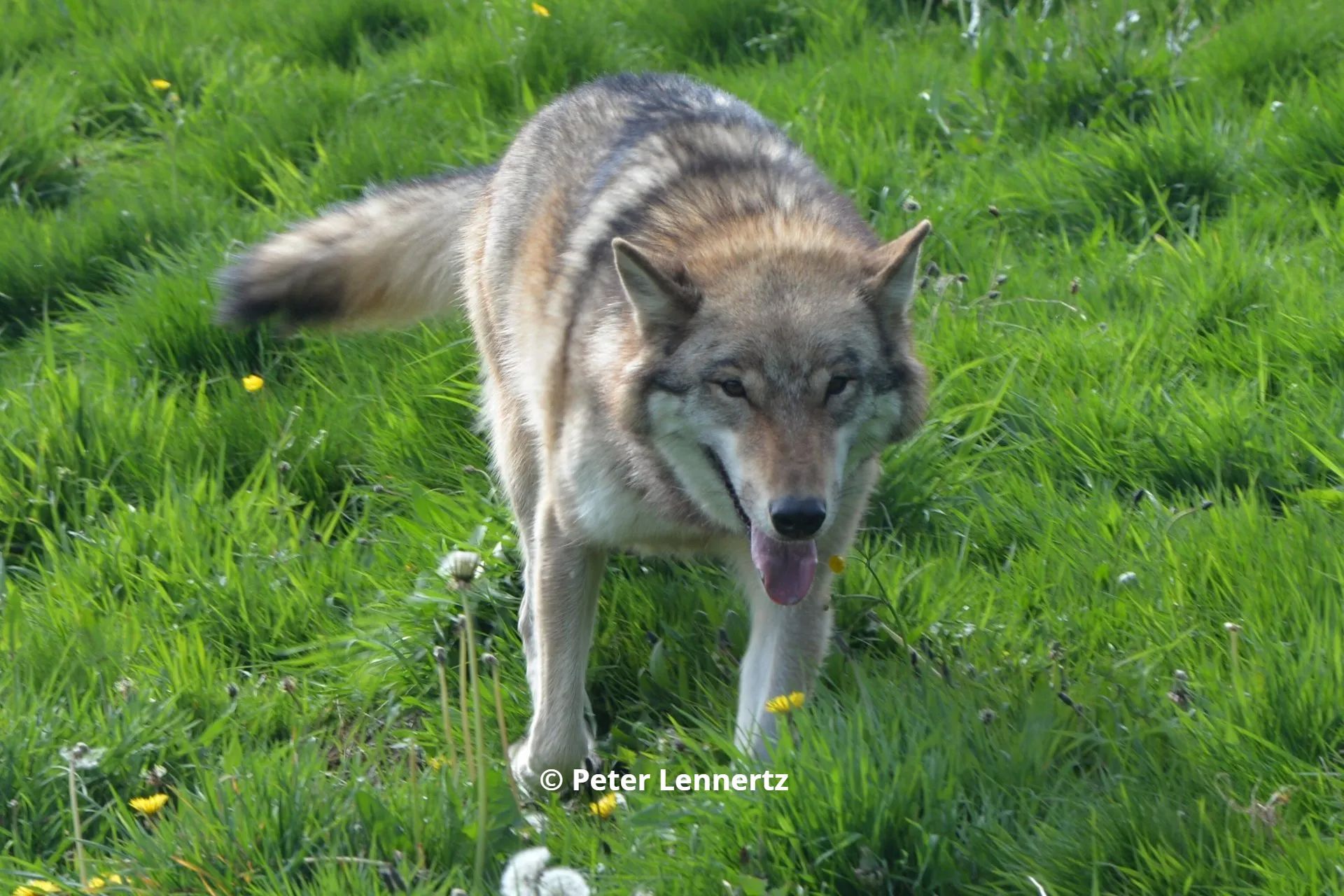 Europese wolvin Raissa