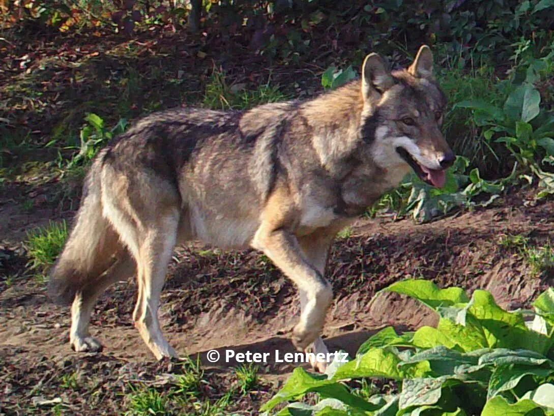 Europese wolvin Runa