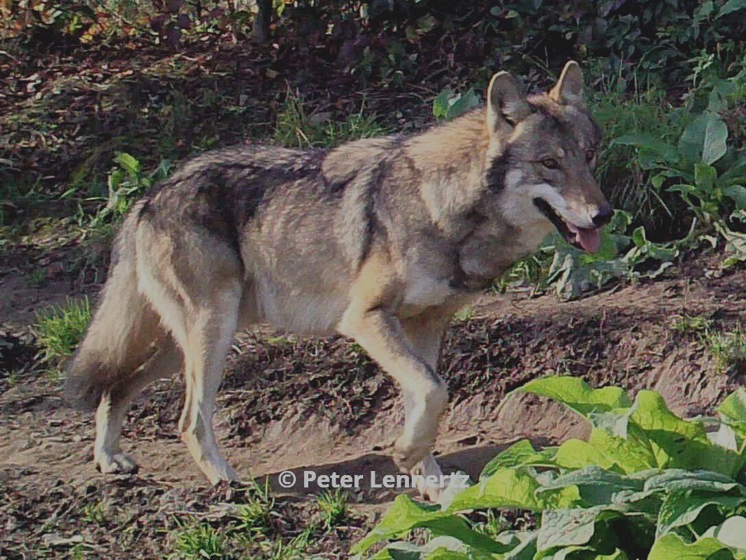 Europese wolvin Runa