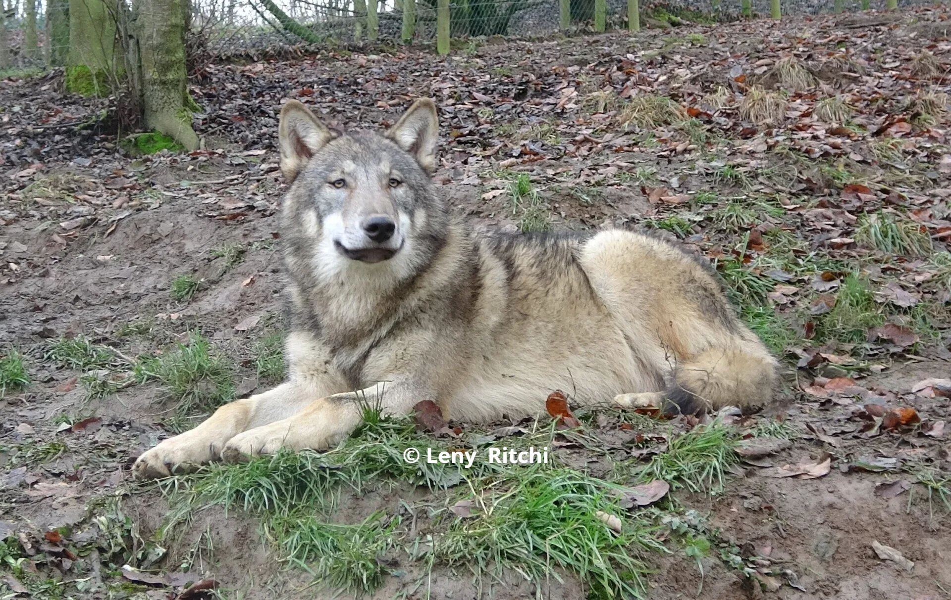 Europese wolf Vasco