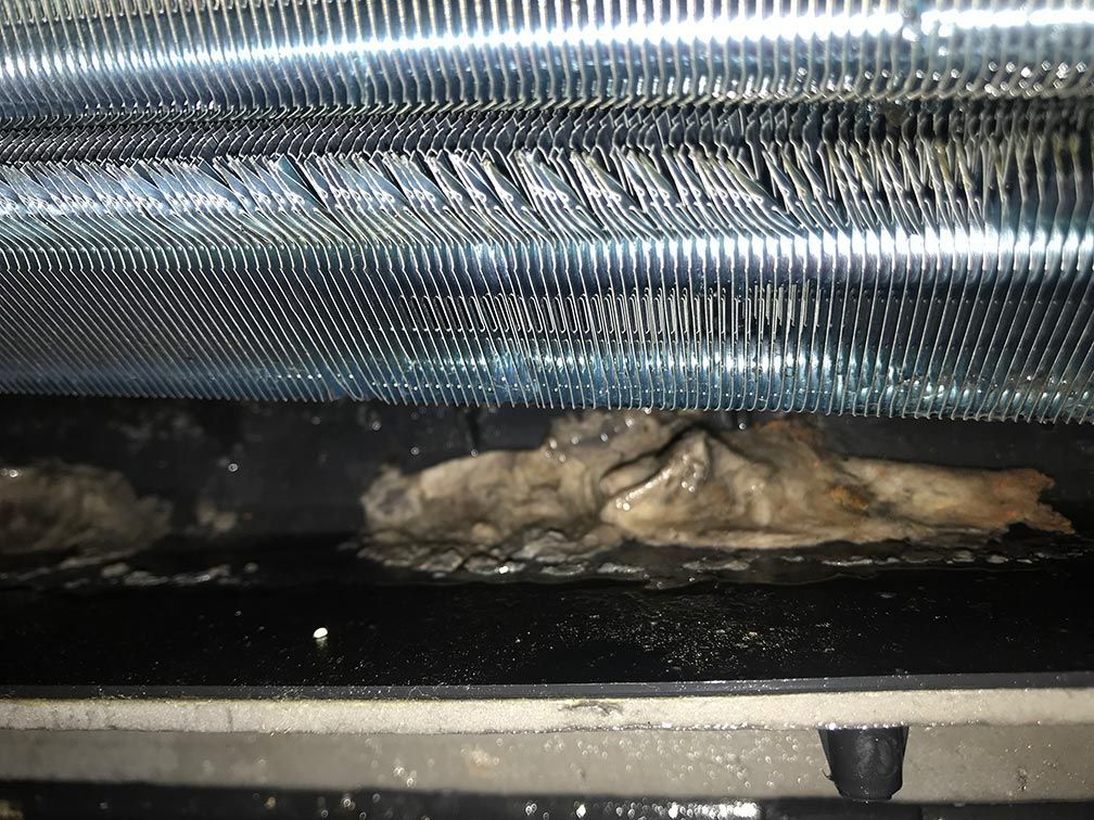 Biofilm buid up in drainage system