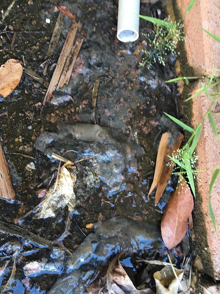 Biofilm in drainage line flushed out