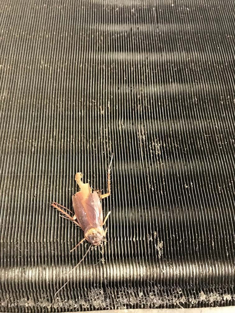 Insect infestations