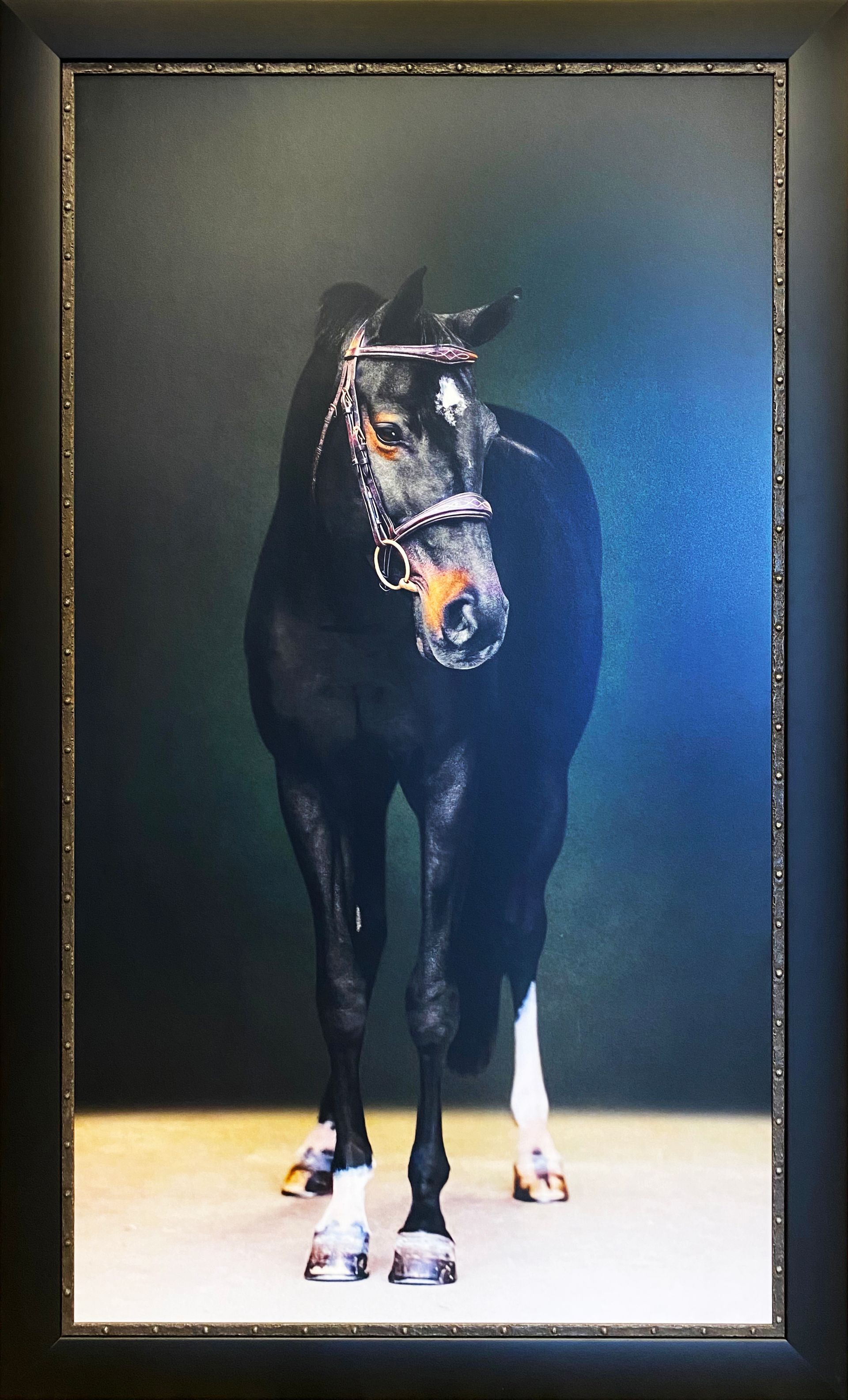 Black horse standing in a framed portrait on a dark background