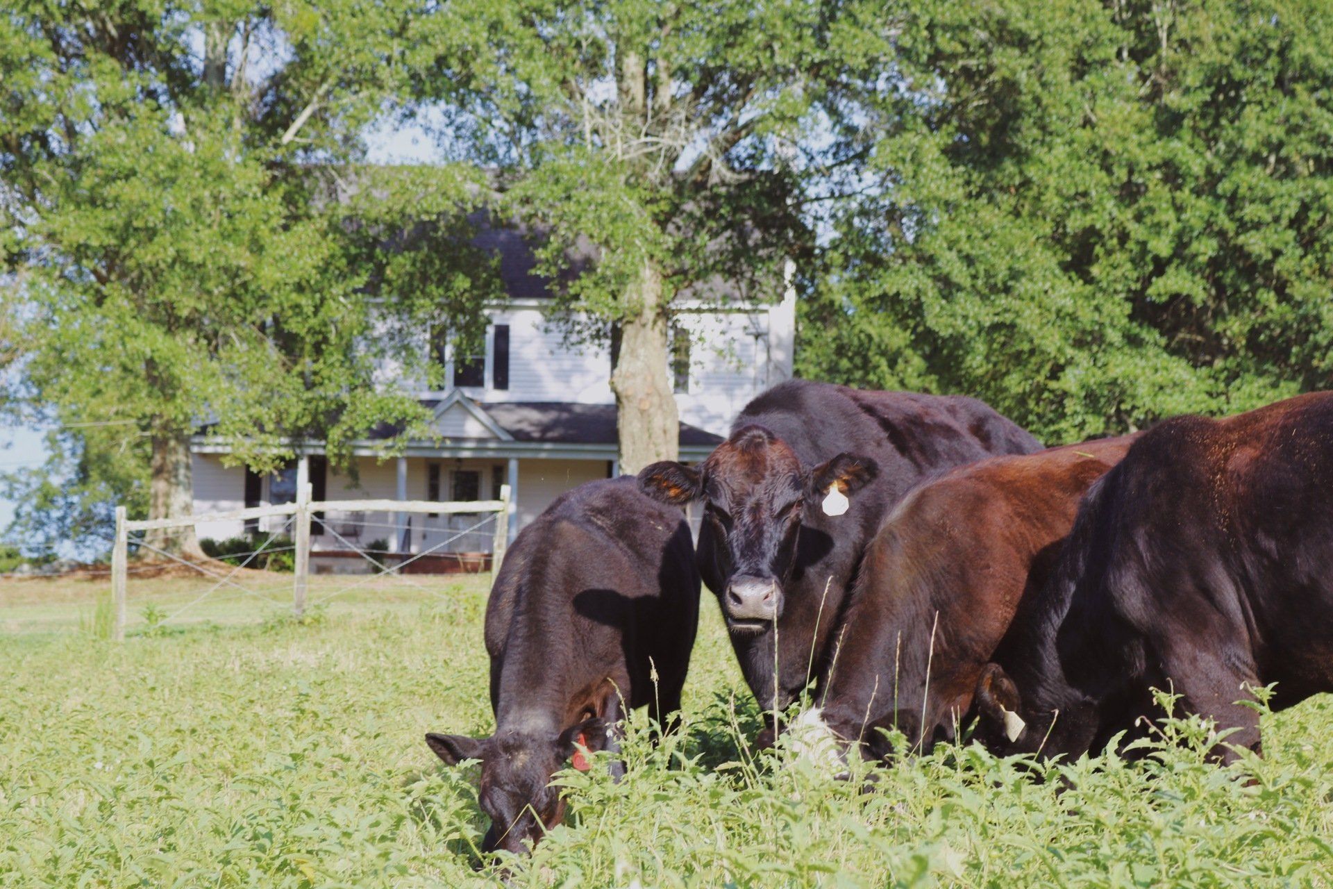 Cows grazing in a grassy field in front of a white farmhouse. Sunny day.