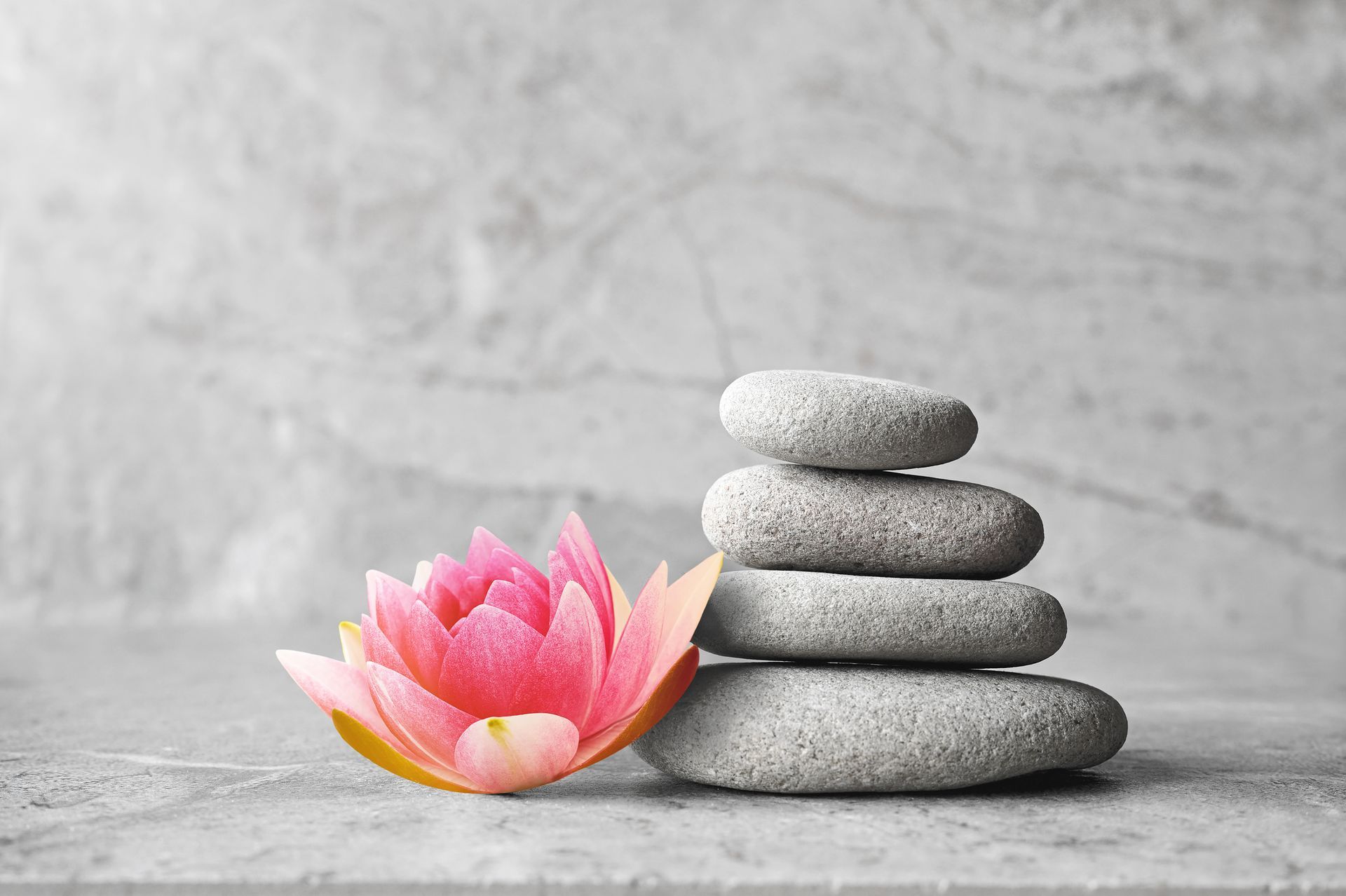 Pink lotus flower beside stacked gray stones on a textured gray surface.