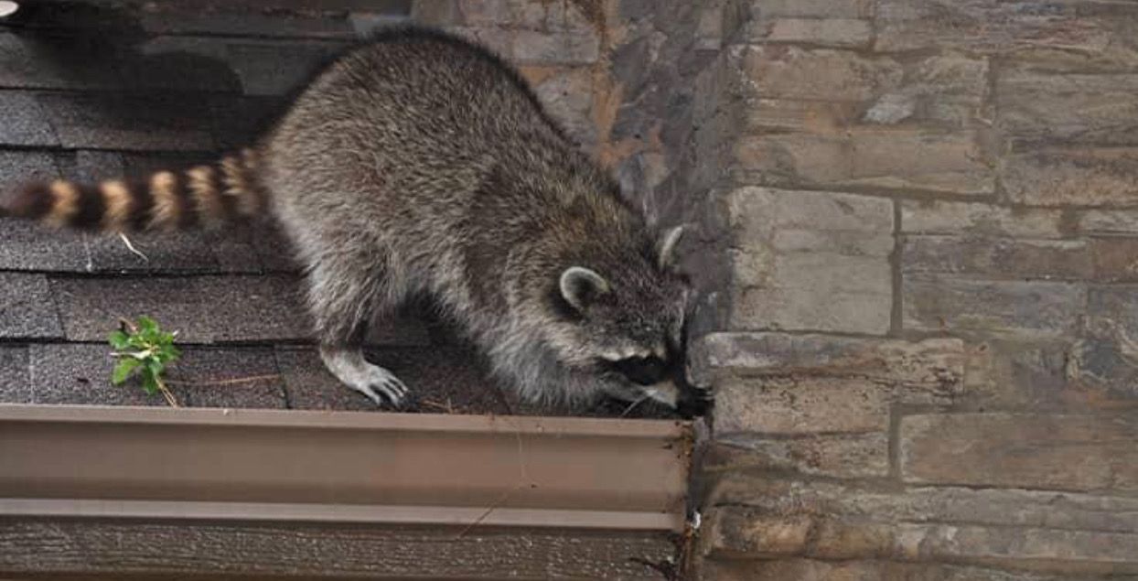raccoon removal | St. Charles MO