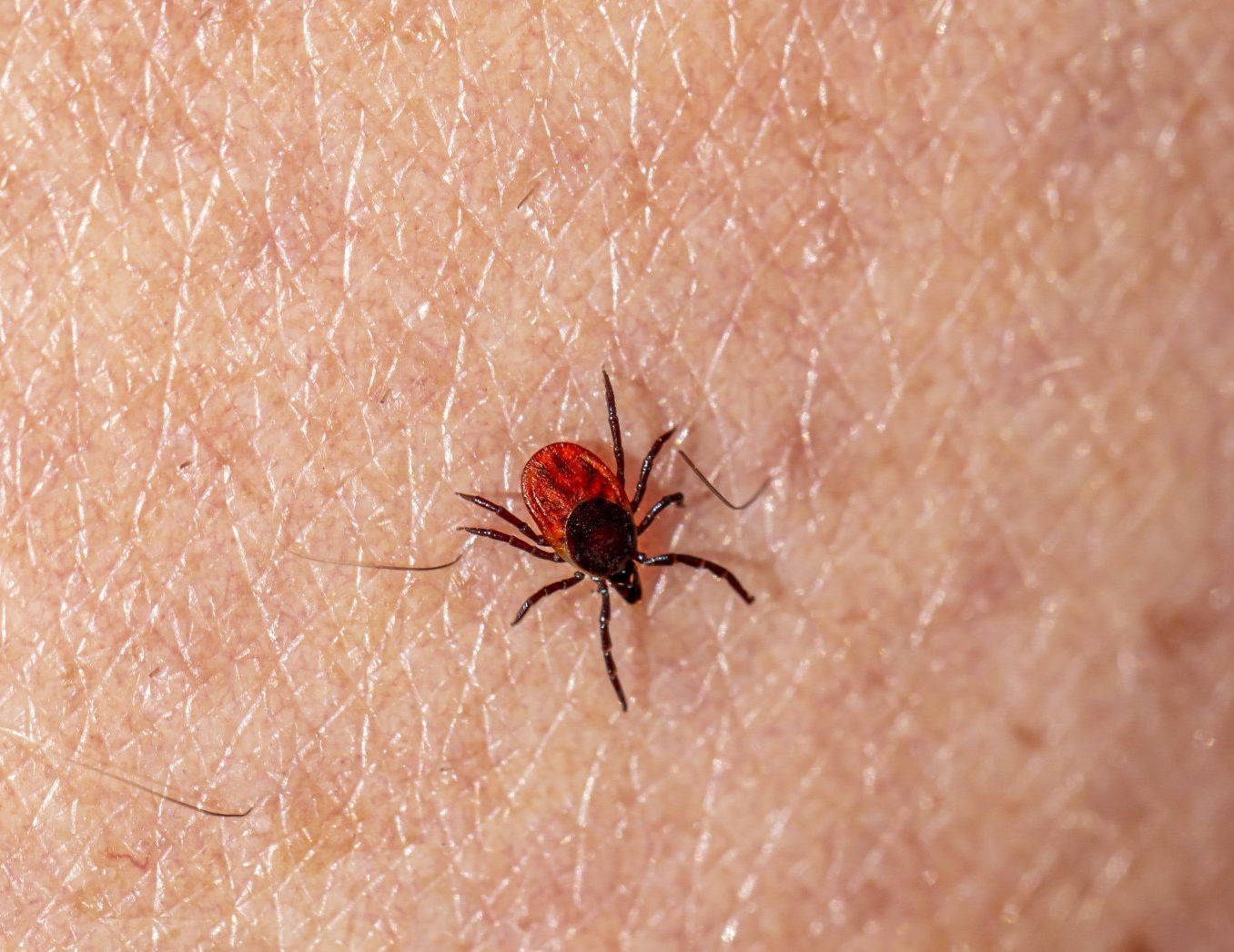 Ticks in Missouri on the Rise, Buckingham Pest Control St. Louis MO