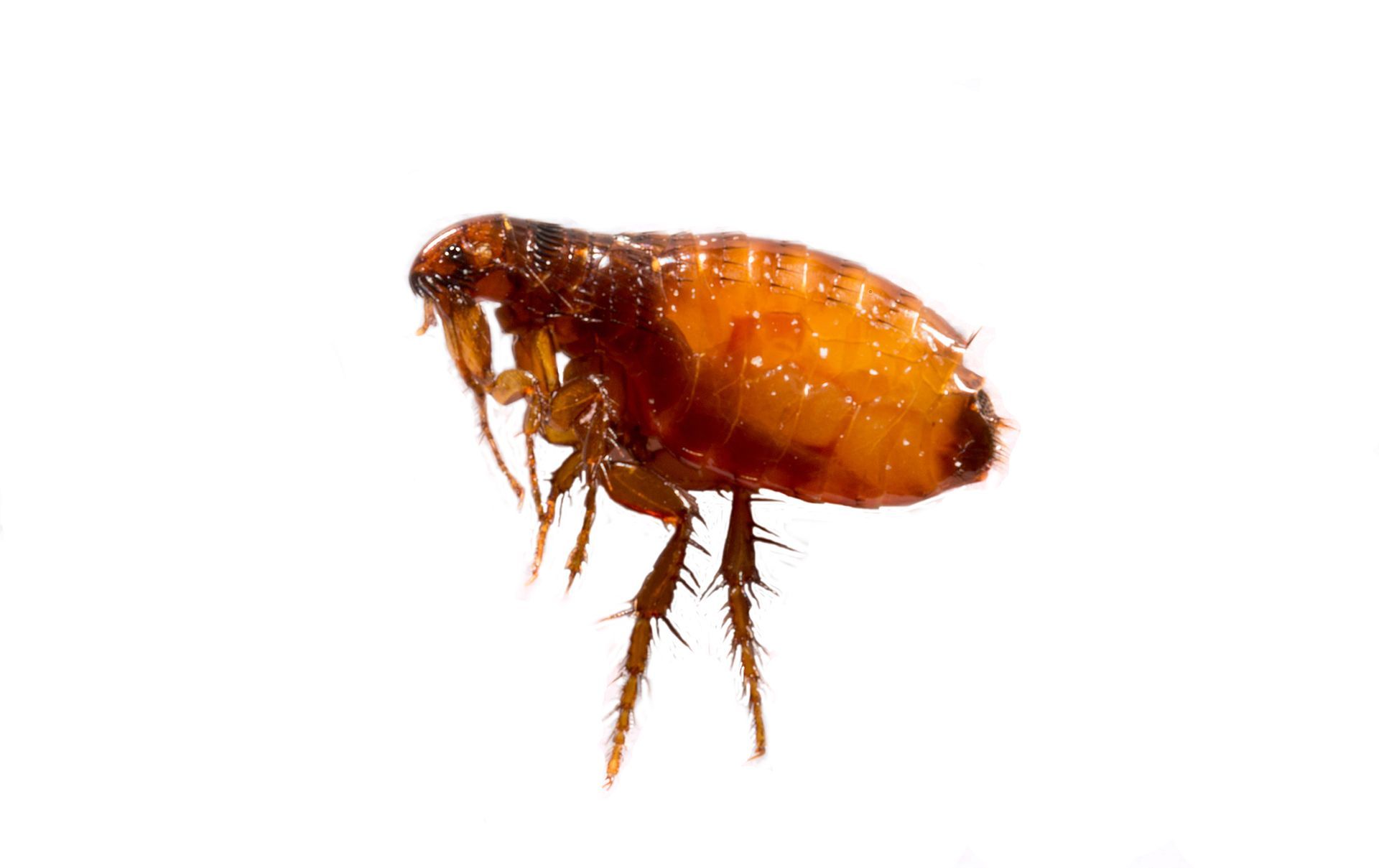 a close up of a flea on a white background displaying flea removal services by Buckingham Pest Control in St Louis MO