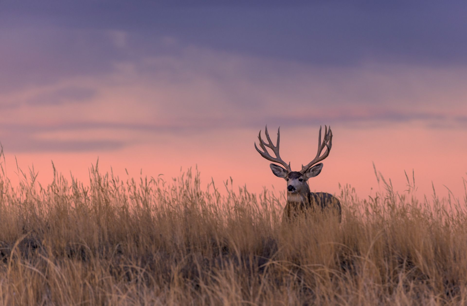 A buck with large antlers stands in tall grass at sunset under a pink sky.