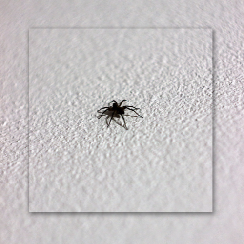 Spider on a textured white wall.